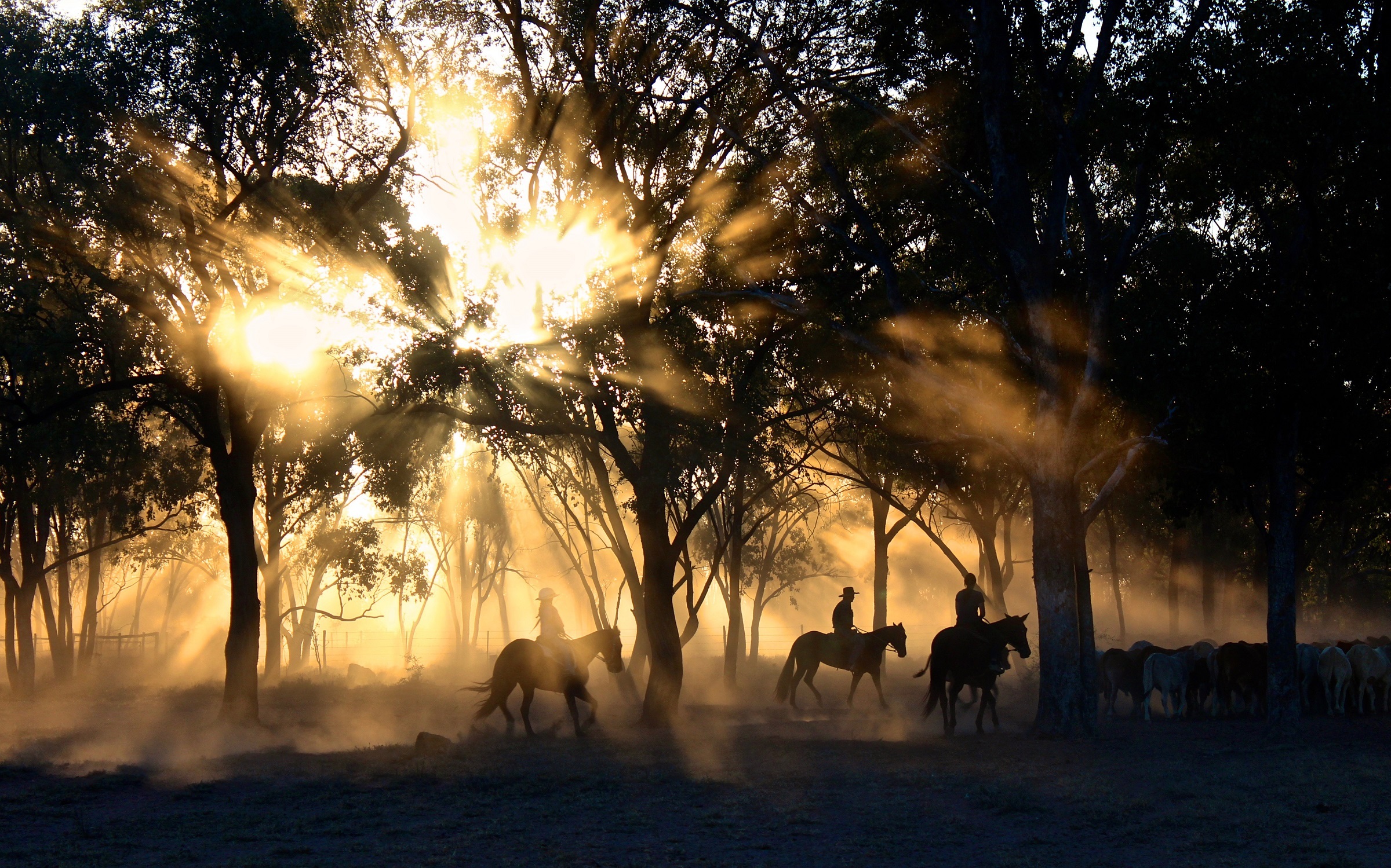 Horse riders trekking through high country pastures
